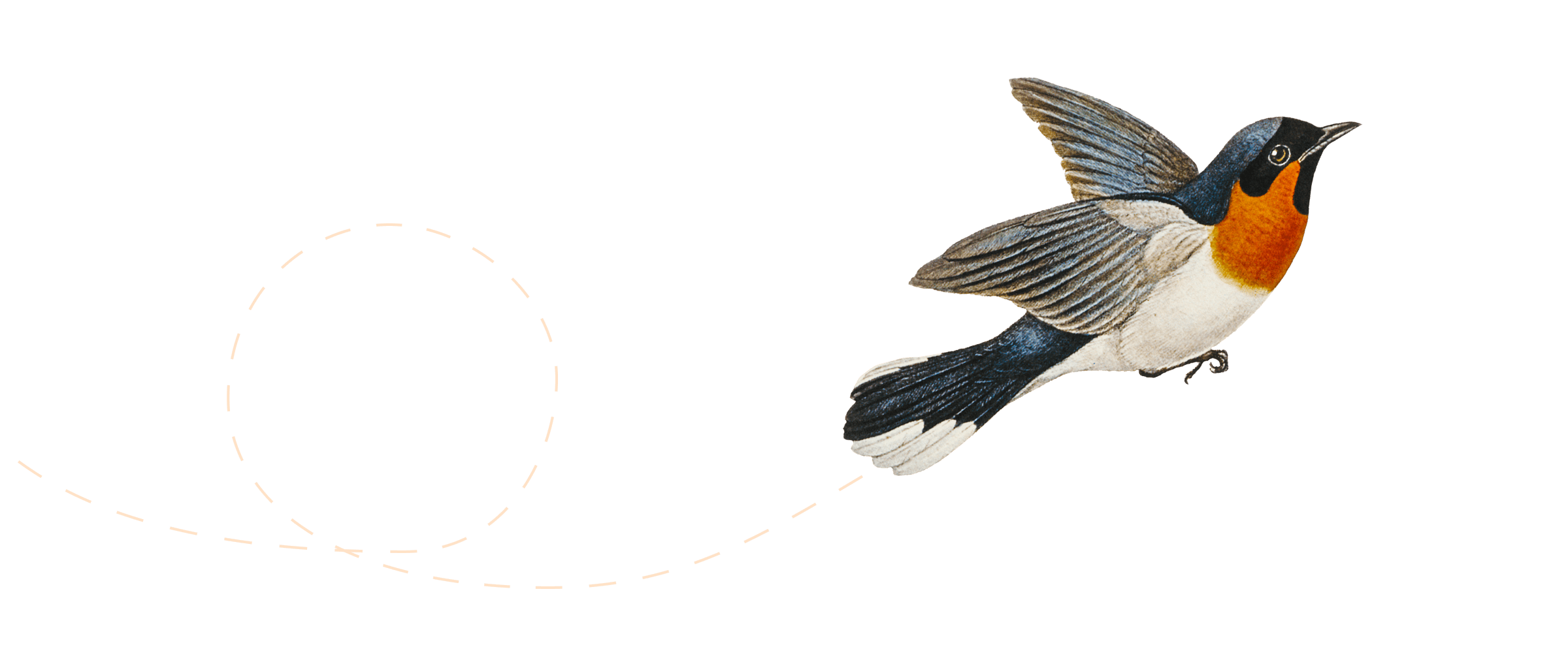 飞翔的鸟插图。